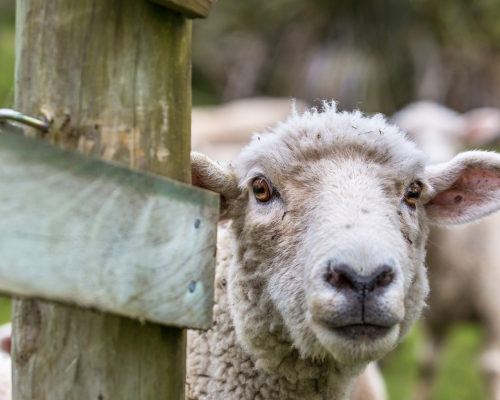Footrot in Sheep