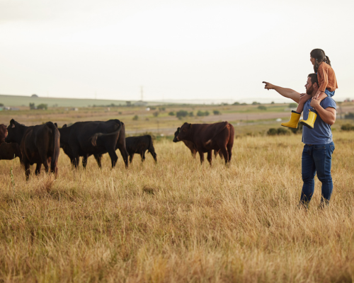 Lice in cattle